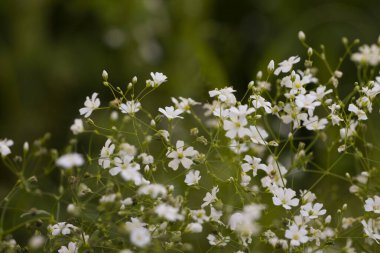 Bahçede beyaz çiçekler