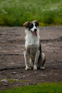 Köpek yetiştiricisi Jack Russell Terrier parkta yürüyor.