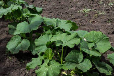 Yazın bahçede büyüyen lahanalar, bahçede büyüyen