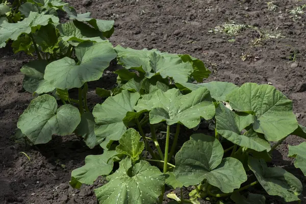 Yazın bahçede büyüyen lahanalar, bahçede büyüyen