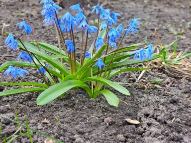 Scilla Sica 'nın mavi çiçekleri. Kapat.