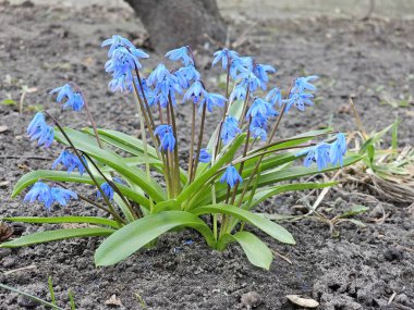 güzel mavi bahar çiçekleri