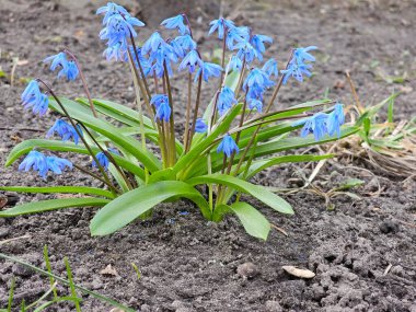 Bahçede bahar çiçekleri