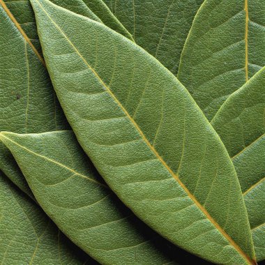 makro çekim yaprak yeşil doku