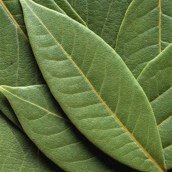 makro çekim yaprak yeşil doku