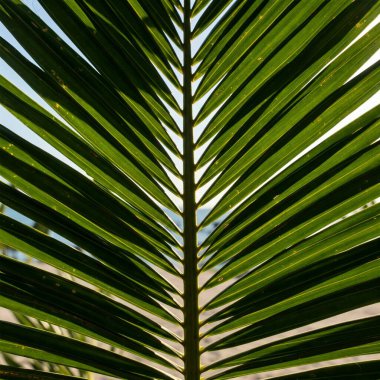 Palmiye ağacının yeşil yaprağı