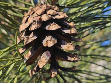 Bahçesinde çam ağacı dalı olan kozalak.