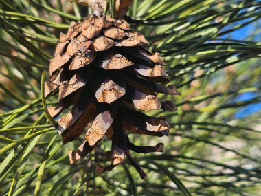Çam kozalakları dallar üzerinde