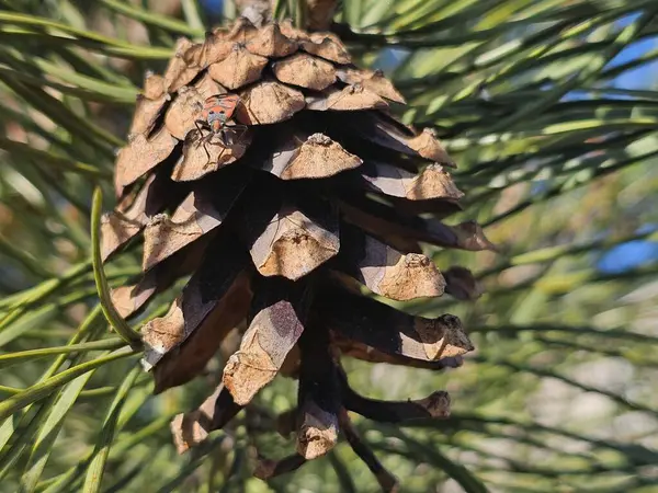 Bahçesinde çam ağacı dalı olan kozalak.