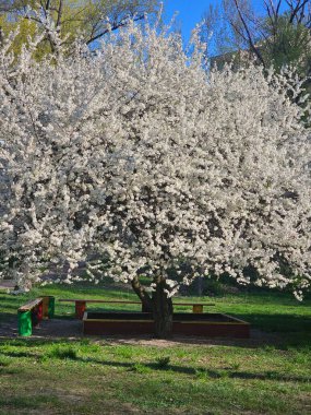 Kiraz ağacı, kiraz ağacı