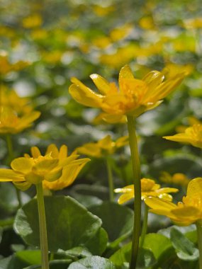 Bahçedeki sarı çiçekler