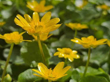 Bahçedeki güzel sarı çiçek