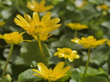 Bahçedeki sarı çiçek