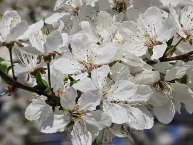 Bahçedeki bir ağacın beyaz çiçekleri