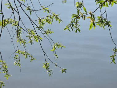 Parktaki gölde dallar ve ağaçlar