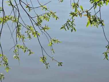 Ağaç dalları, bitki örtüsü ve doğa