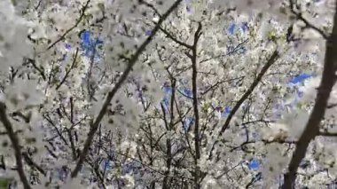 Bahçedeki güzel çiçekler