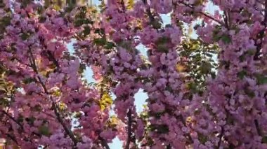 Bahçede bahar çiçekleri