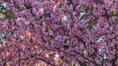 Bahçedeki güzel pembe çiçekler