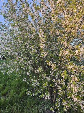 Bahçede güzel bahar çiçekleri