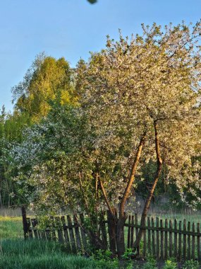 Bahçedeki güzel çiçekler