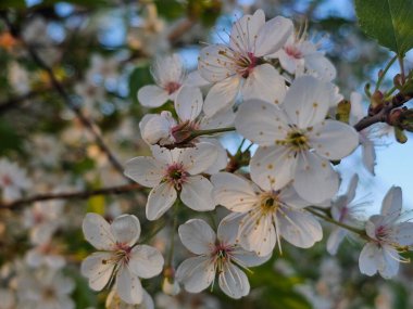 İlkbaharda kiraz çiçeği