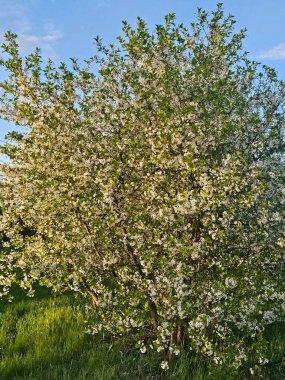 Bahar bahçesinde beyaz elma çiçekleri