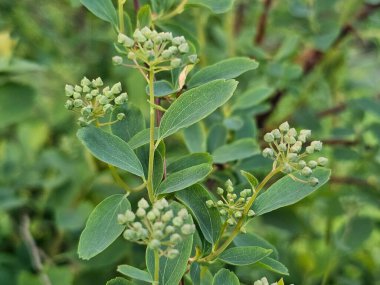 Yaprakları ve çiçekleri olan bir bitkinin dikey yakın çekimi