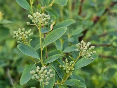 Bahçede yeşil yapraklar