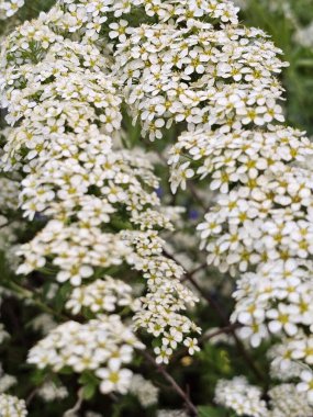 Bahçedeki güzel çiçekler