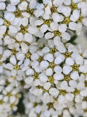 Bahçede beyaz çiçekler