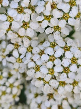 Bahçede beyaz çiçekler