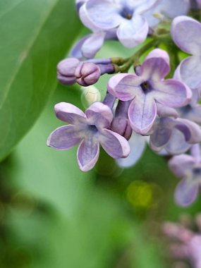 Bahçedeki güzel çiçekler