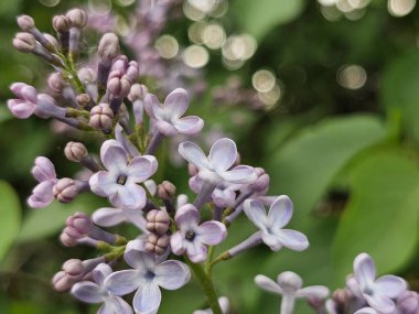 Bahçedeki leylak çiçekleri