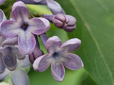 Bahçedeki güzel çiçekler