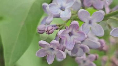 Bahçedeki vadinin güzel çiçekleri