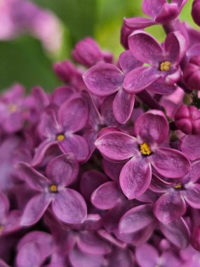 Bahçedeki güzel leylak çiçekleri