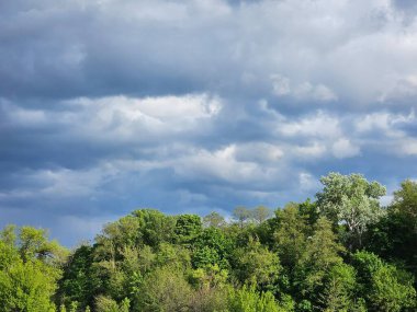 Ormanın güzel manzarası