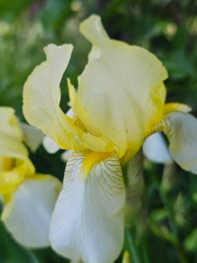 Bahçedeki güzel çiçekler