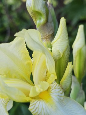 Güzel sarı çiçeklere yakın, yaz konsepti.