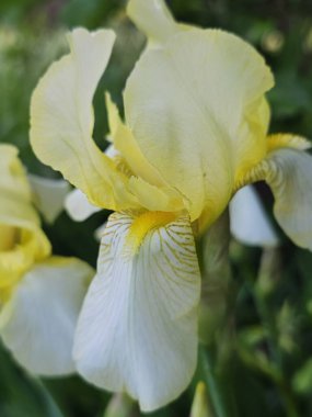 Güzel botanik fotoğrafı, doğal duvar kağıdı.