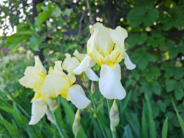 Bahar bahçesinde güzel beyaz çiçekler