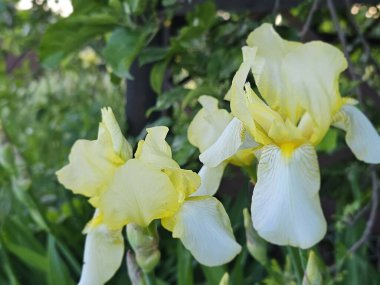 Bahçedeki sarı çiçekler