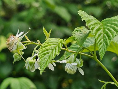 Bahçedeki bir bitkinin yeşil yaprakları