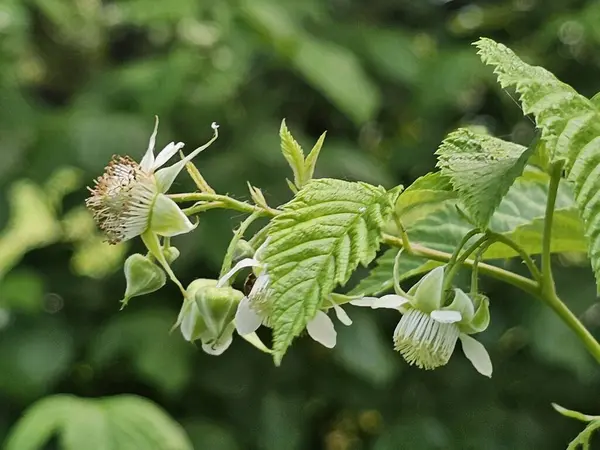 bir bitkinin yeşil yaprakları