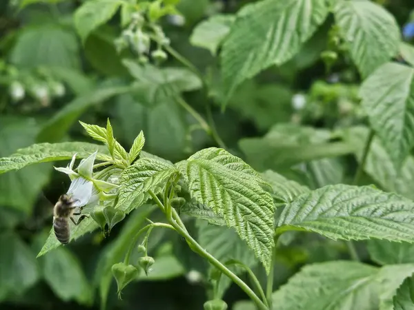 gündüz açık havada yeşil bitkilerin yakın