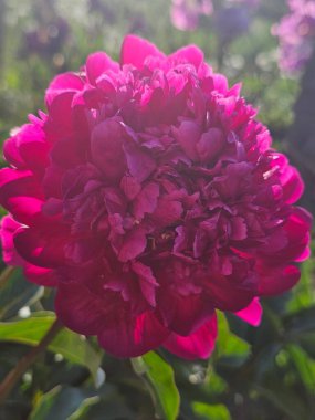 Güzel botanik fotoğrafı, doğal duvar kağıdı.