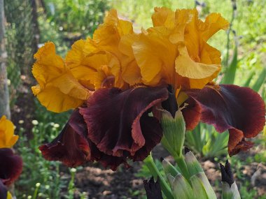 İris çiçekleri ve güzel çiçekler