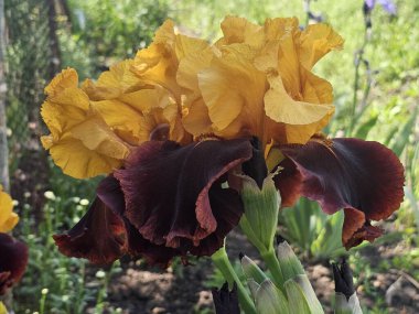 Yeşil bir çimenin arka planında güzel bir iris çiçeği