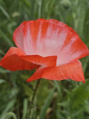 Bahçede güzel kırmızı gelincik